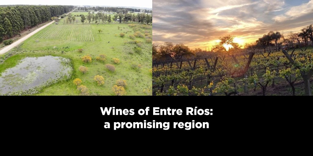 📍 In #EntreRíos, there is an opportunity to make a fully exportable product: fresh, fruity #VinoArgentino with lower alcohol content and a #Sustainable outlook, exactly what the world is asking for 🍷🇦🇷♻️🌐. 📲Explore the amazing wineries from Entre Ríos: blog.winesofargentina.com/destacadas/win…