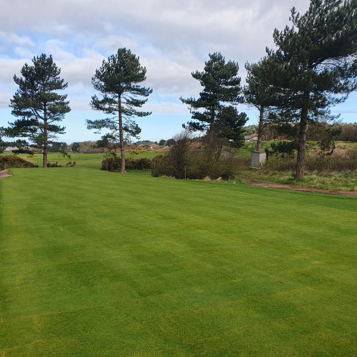 First cut on new tees at 6 and 9, at 12mm, worth the extra for turf mown at 16mm, #Tillers coming up trumps again. Chris also put a dressing on levelled 3rd white tee.