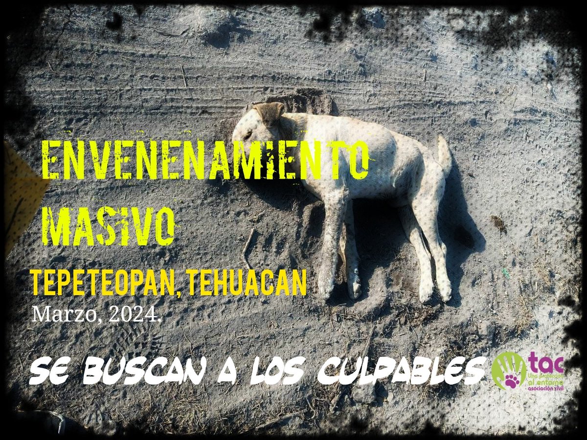 ¡Otra vez #Tehuacan! 😡💢 Denuncia @Tac_AC envenenamiento de 10 perritos en el Barrio la Unidad de San Cristóbal #Tepeteopan. La @FiscaliaPuebla ya investiga el caso.