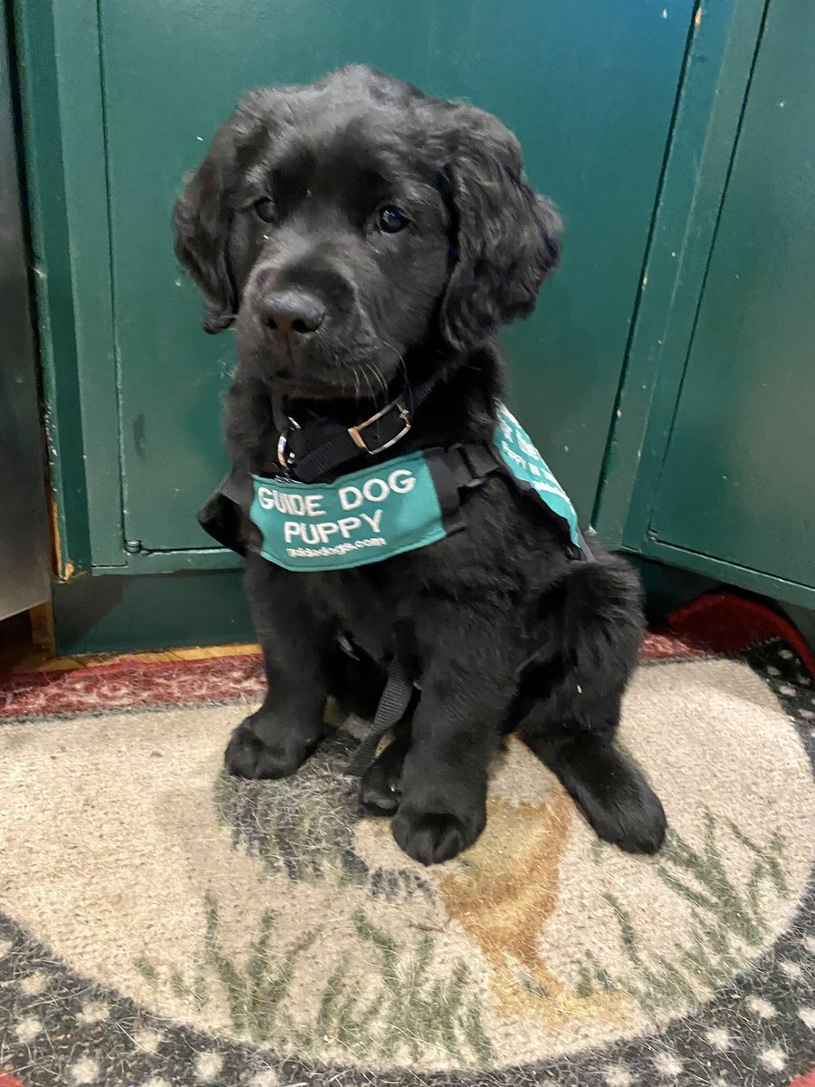 francesgdc's tweet photo. @taylornation13 @taylorswift13 We’re most excited for….. #theblackdog https://t.co/PCJbUQsaGM