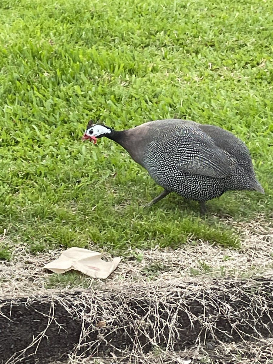 SylvieDahl's tweet photo. Wailoa River walkabout. Does anyone know what this fat bird is? #Hilo #Hawaii #FunkyChicken https://t.co/A2vOMKHswU