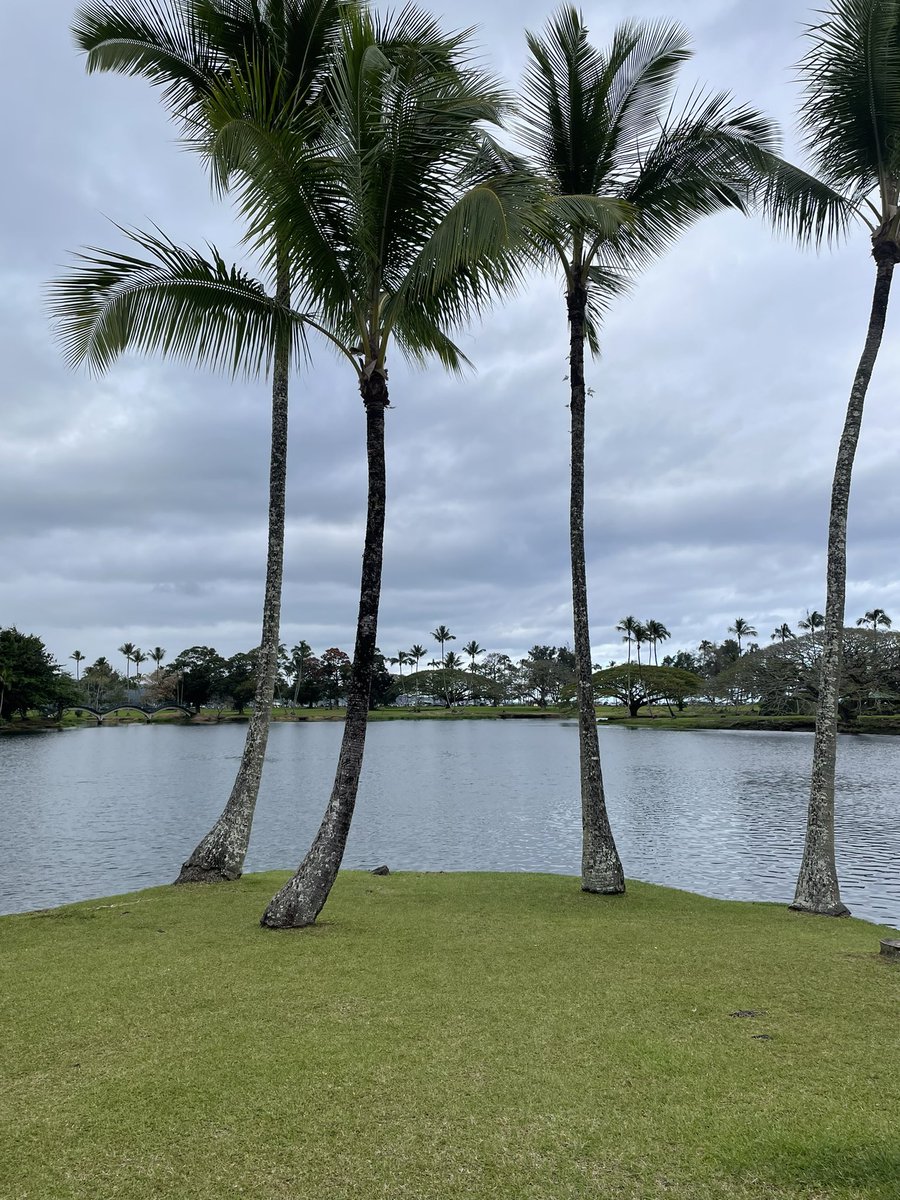 SylvieDahl's tweet photo. Wailoa River walkabout. Does anyone know what this fat bird is? #Hilo #Hawaii #FunkyChicken https://t.co/A2vOMKHswU