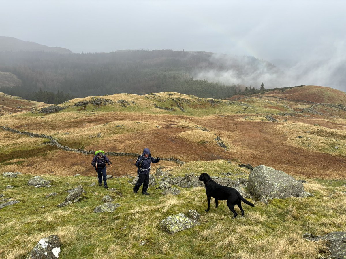 Better day today, we had views! And a cracking walk (we saw 🦌 🦌🦌🦌) and even ☀️ @HooliNuala #btposse #borderterrier #thelakedistrict #wainwrights #birketts