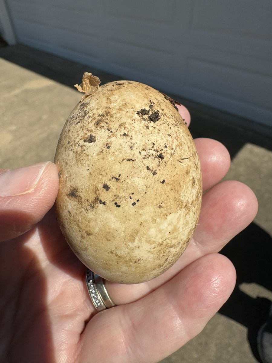 We’ve got an unknown egg that was halfway buried in the ground….anybody out there know what kind of egg this is???