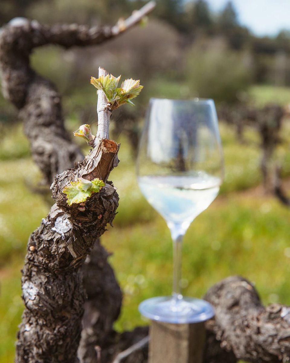 Pedroncelli Winery tweet media