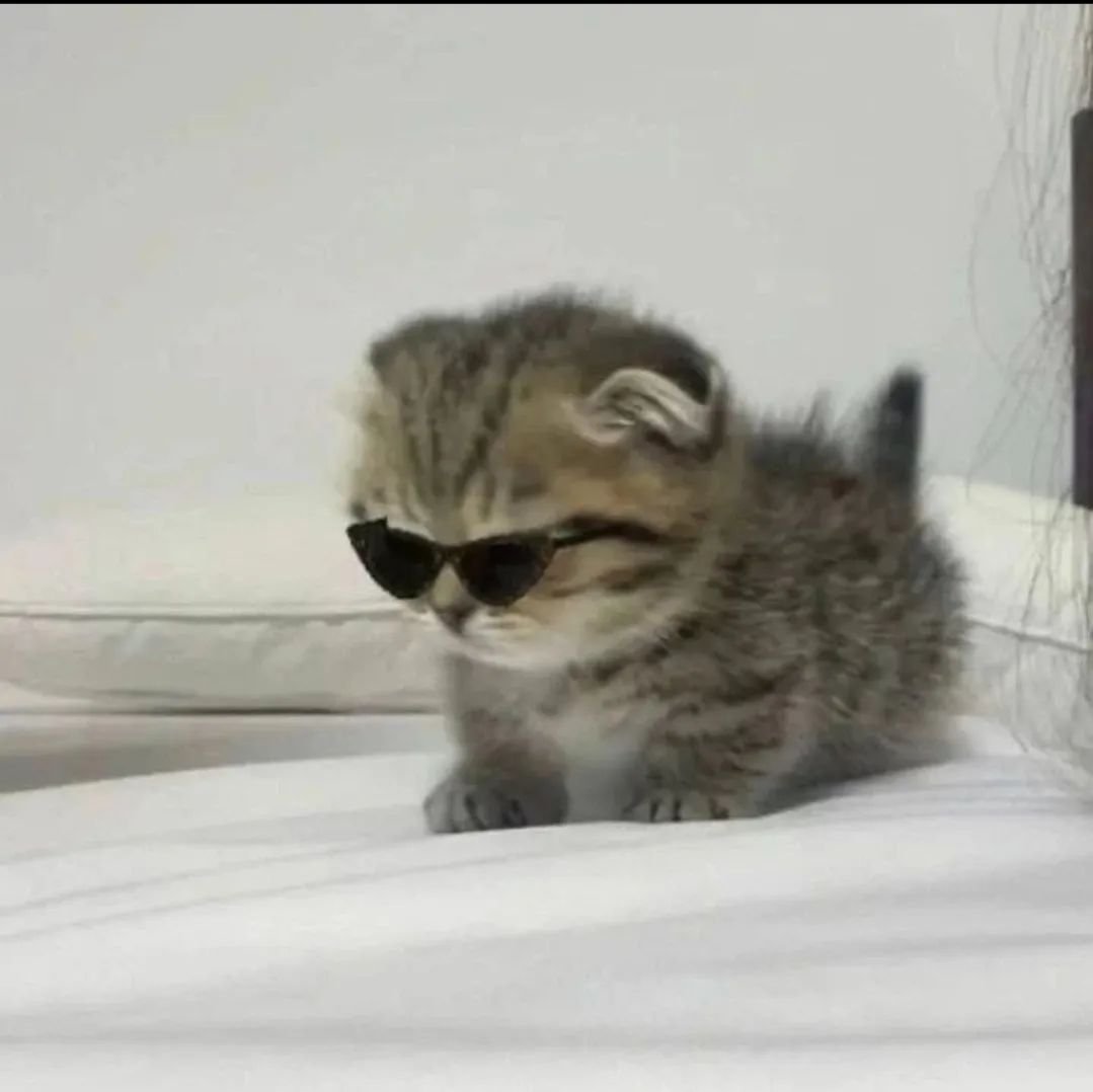 Punch Cat (@punchingcat) on Twitter photo 