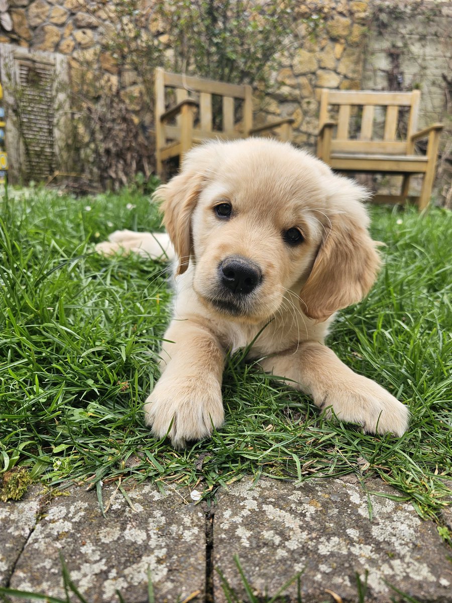 Bombi_Metall mit Herz tweet media