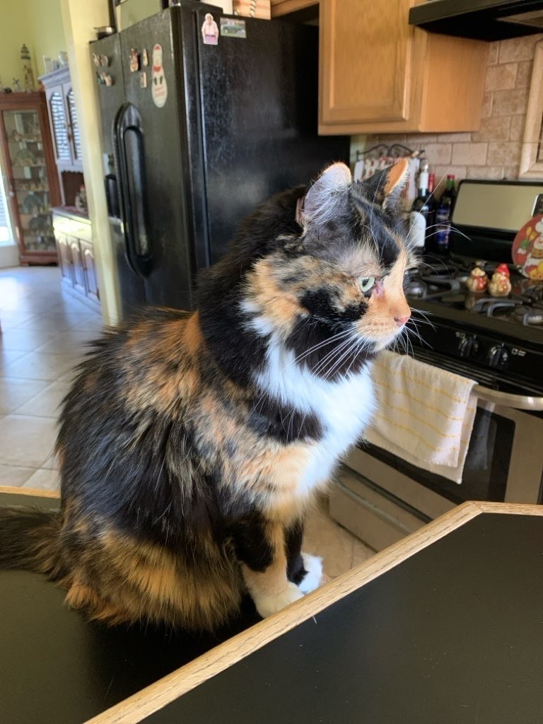 The pet sitter is taking my pic to send to mom and dad, but I do a heccin ignore.