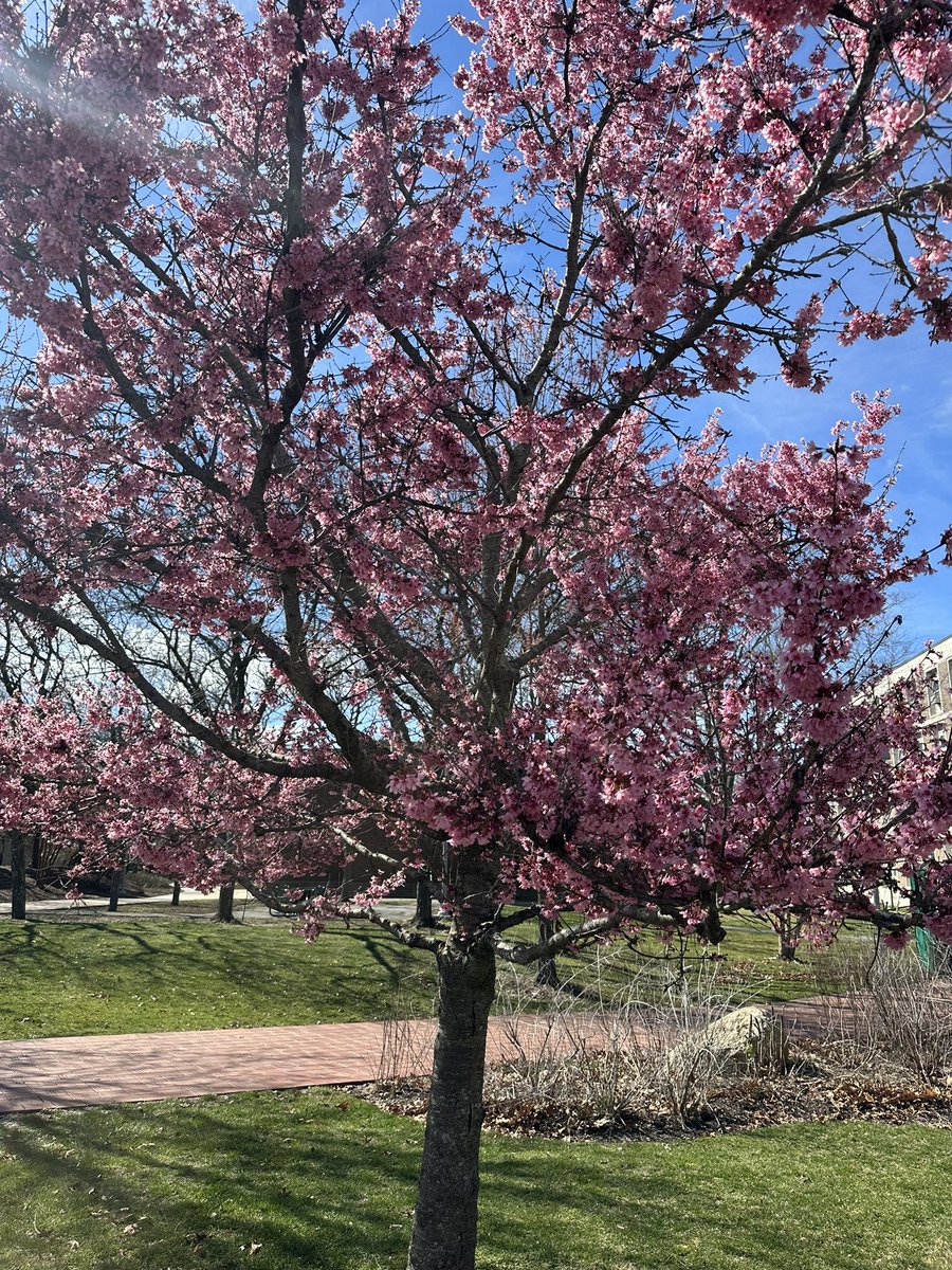 What a #SBUtiful #FirstDayOfSpring on campus 😍.
