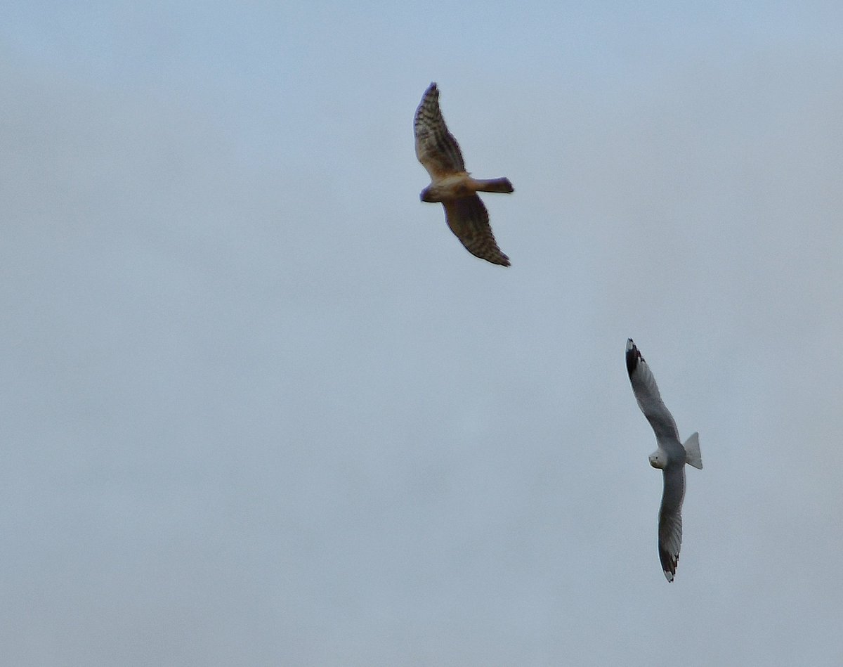 Hen Harrier in Upper Teesdale today being mobbed by a Gull.@teesbirds1 @DurhamBirdClub @Natures_Voice @BBCSpringwatch @bbcwildlifemag