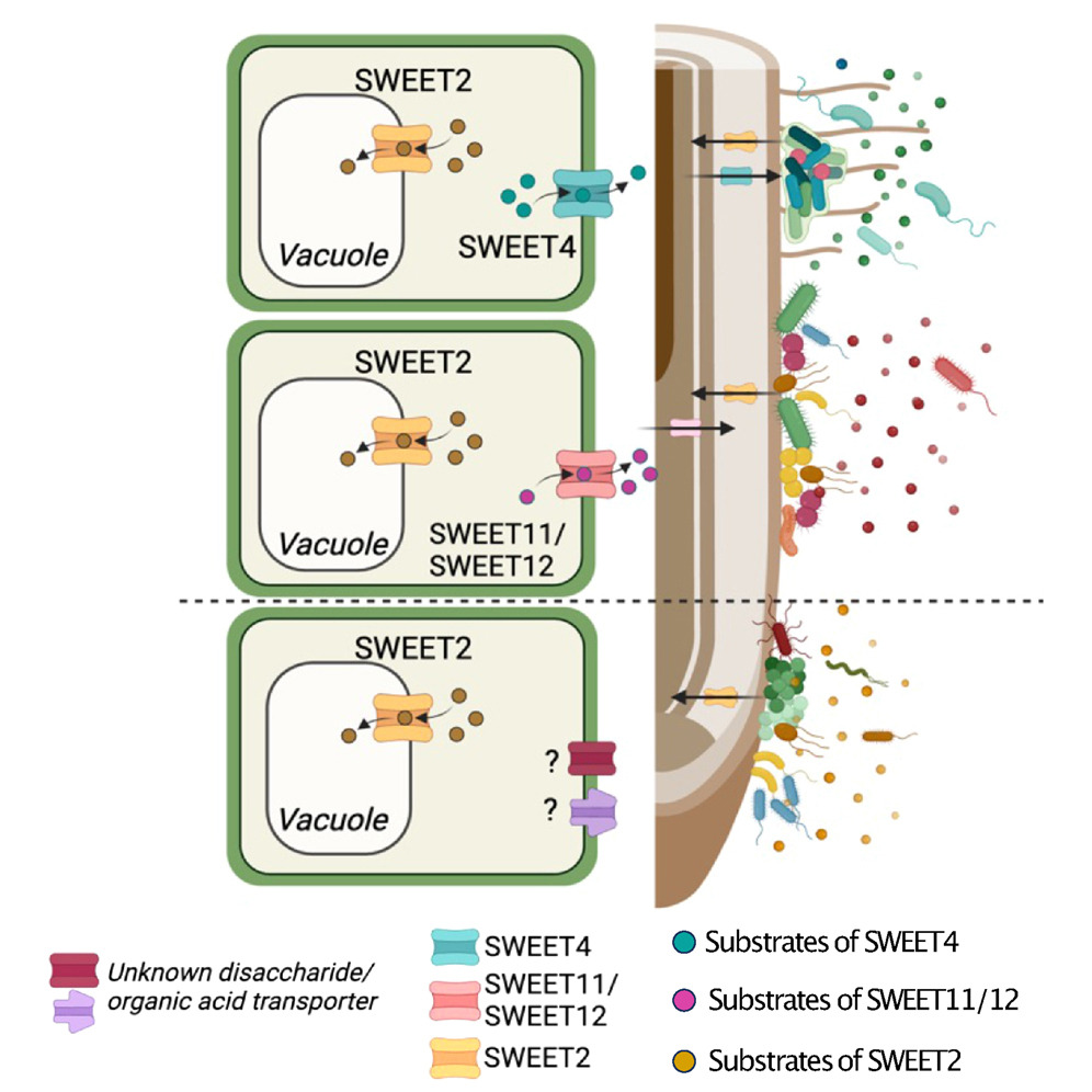 Sugarcoating colonization. @elizaloopi @PalomaDuranB &Frommer @HHU_de examine organization of #microbiota along longitudinal axis of #Arabidopsis root. SWEET transporters contribute to sugar distribution, which is req'd for spatial colonization of bacteria cell.com/cell-host-micr…