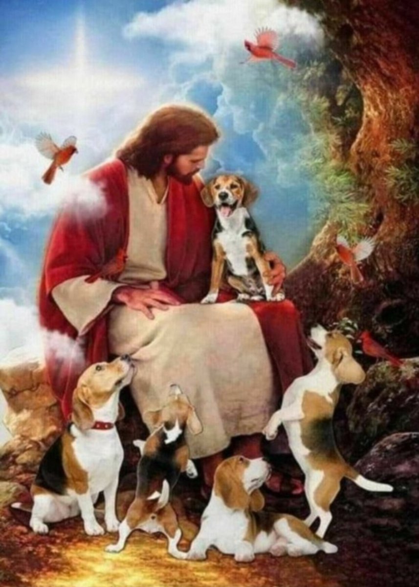 FreeTheBeagle's tweet image. #beagle @bpg.org #beaglefreedomproject