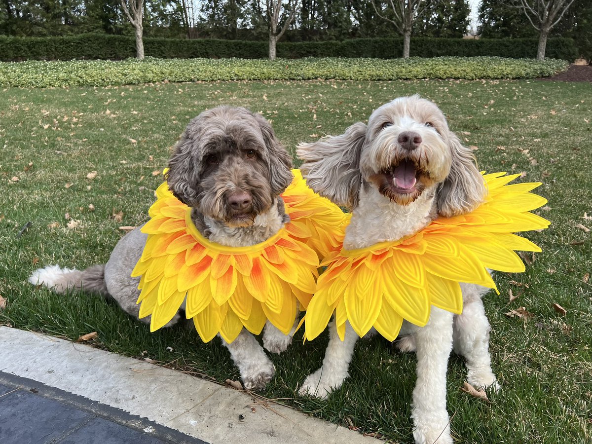 No one’s more excited about springtime than Kevin and Doug, the prettiest flowers in the garden. As we em-bark on the first day of spring, take time to stop and smell the flowers, and maybe pet the flowers too. 🌼🌻