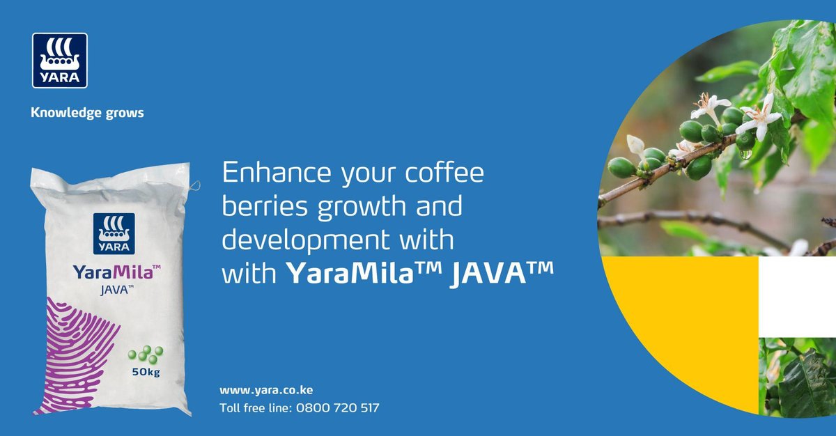 Taking good care of your flowering #Coffee gets you good beans come harvest time.

At this stage, apply YaraMila JAVA to support the flowering and development of your coffee trees.

Get yours on Yara FarmCare at:  bitly.ws/3egcn
#MboleaNiYara #KnowledgeGrows