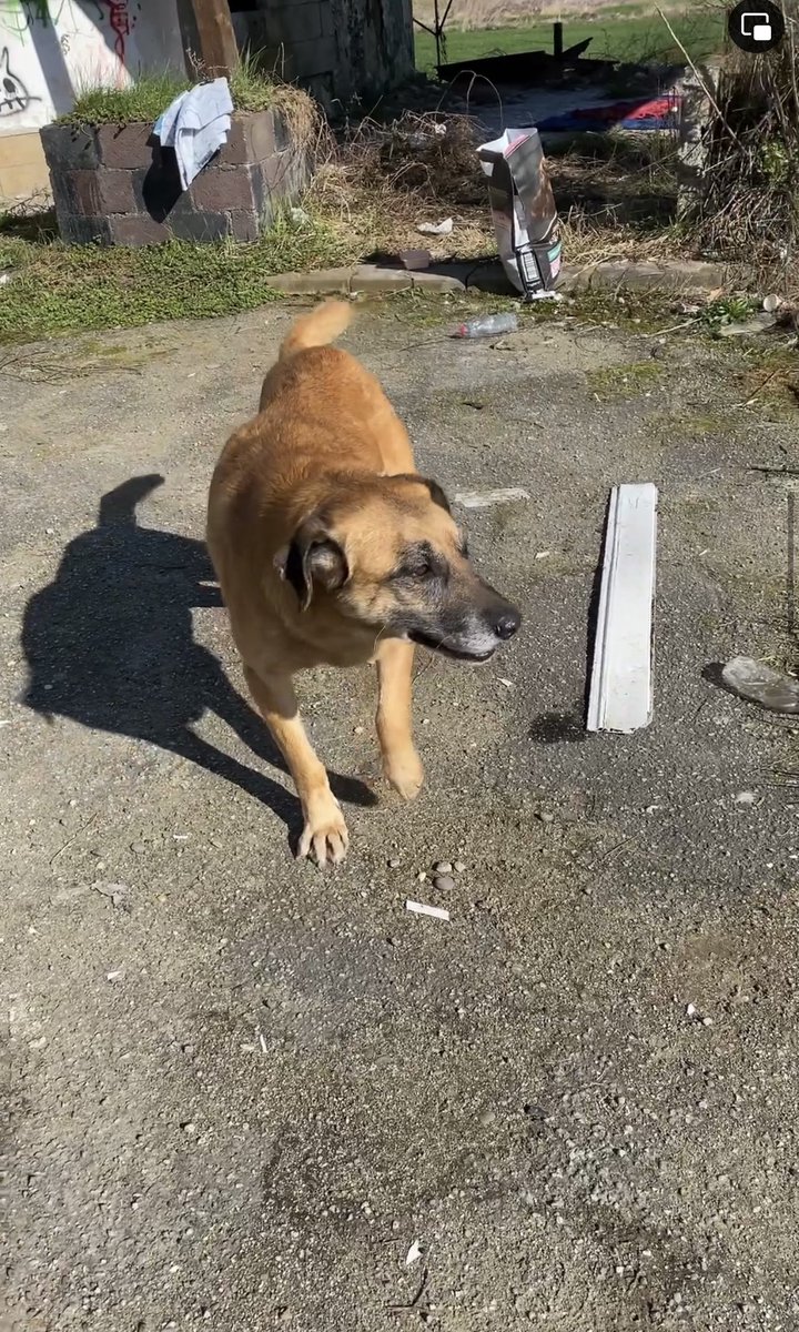 An actual miracle happened in the shelter in Ukraine today. Shrek literally managed to get up and start wobbly walking on his own! After being paralysed since he was rescued, we are speechless! Go Shrek!!!