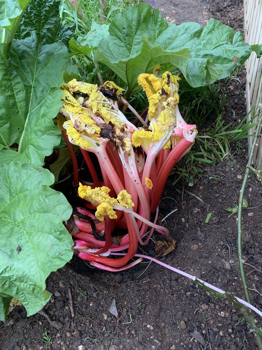 thebathgardener's tweet photo. The anticipation was too much (I went a week early) look at the colours on these beauties 🥰 #forcedrhubarb experiment @Eleniloves1 https://t.co/0F5eoU4IJS