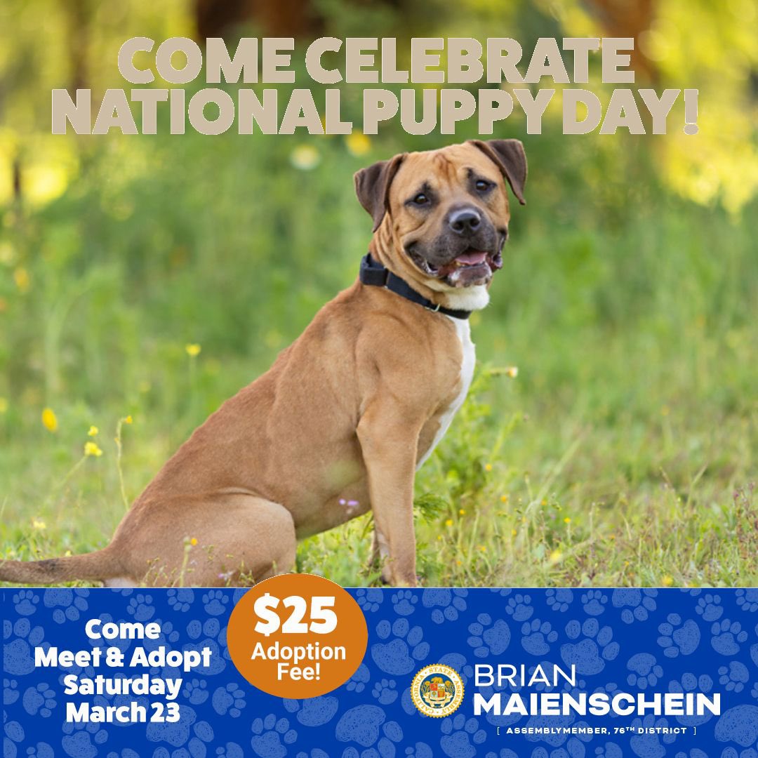 If you're looking to adopt a 2-year-old friend who's up for an adventure, Albie’s your match. He is an American Staffordshire Terrier Mix who has lived with other dogs. He is playful &amp; does well with kids who can read dog body language. Join us this Saturday &amp; take him home.