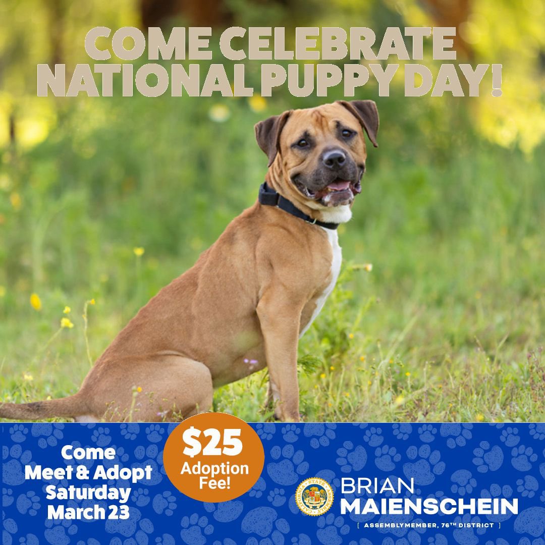 If you're looking to adopt a 2-year-old friend who's up for an adventure, Albie’s your match. He is an American Staffordshire Terrier Mix who has lived with other dogs. He is playful & does well with kids who can read dog body language. Join us this Saturday & take him home.