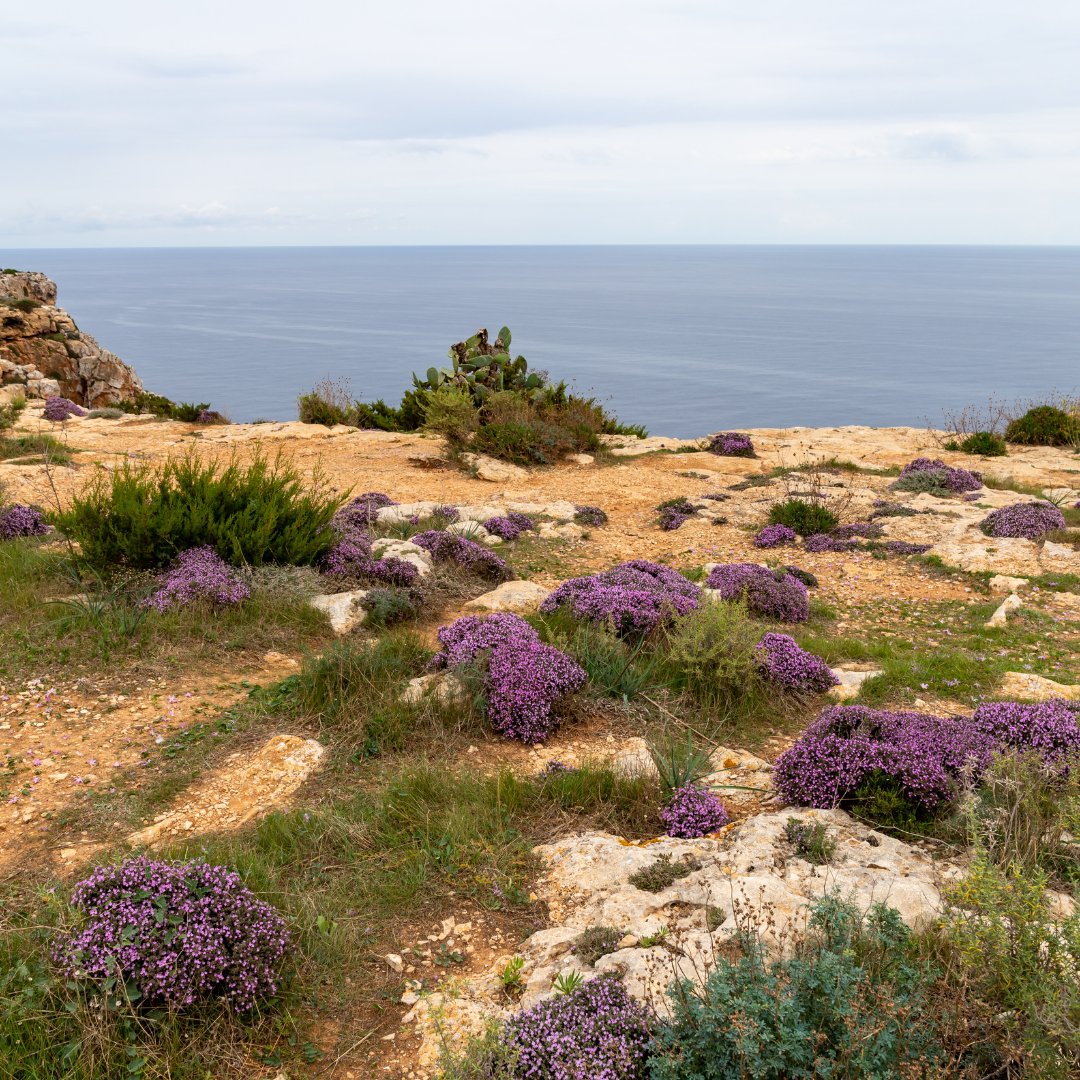 ProximoFerry's tweet photo. Te recomendamos la ruta verde de Formentera El Pilar de la Mola - Sa cala 💚🌳🍃
Este recorrido te llevará a la costa norte de La Mola, donde tendrás unas vistas impresionantes de Eivissa, la isla de S’Espalmador y los islotes de Espardell y Espardelló. https://t.co/DXuL26ZovE