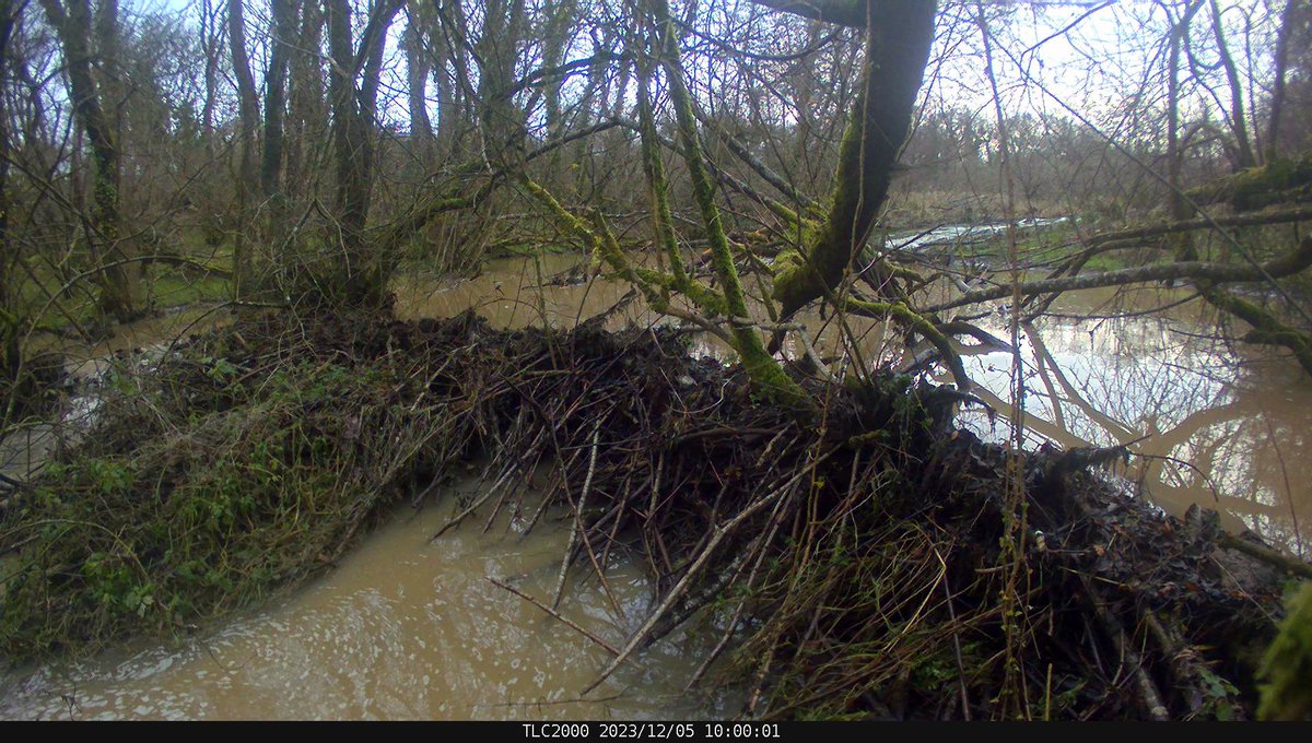 A great shot of a #beaver dam overtopping in full stormflow conditions in December. 2nd image the same dam the next day. Captured by my colleague Kirsty Frith using a timelapse camera. @ExeterGeography