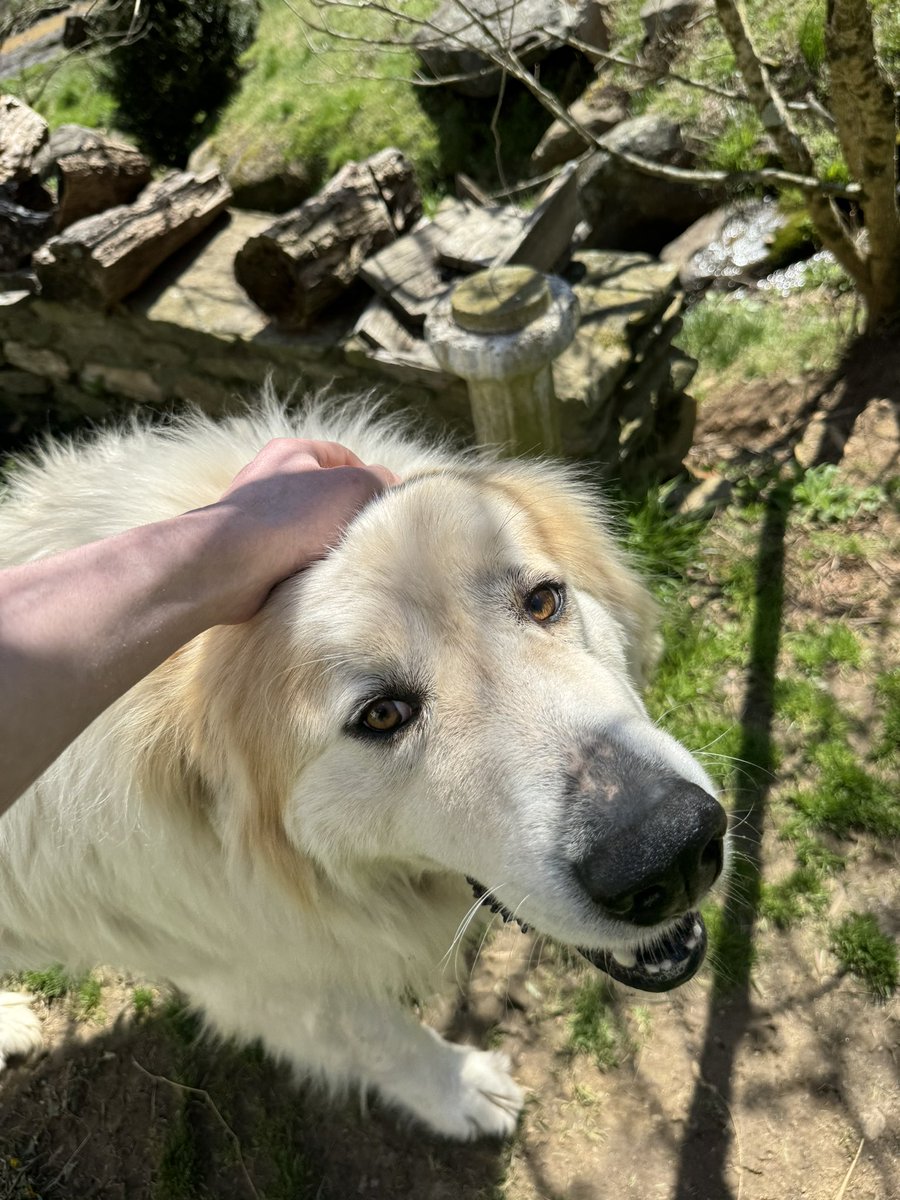 I got to meet the most adorable dog this past weekend!🥺🥹😭