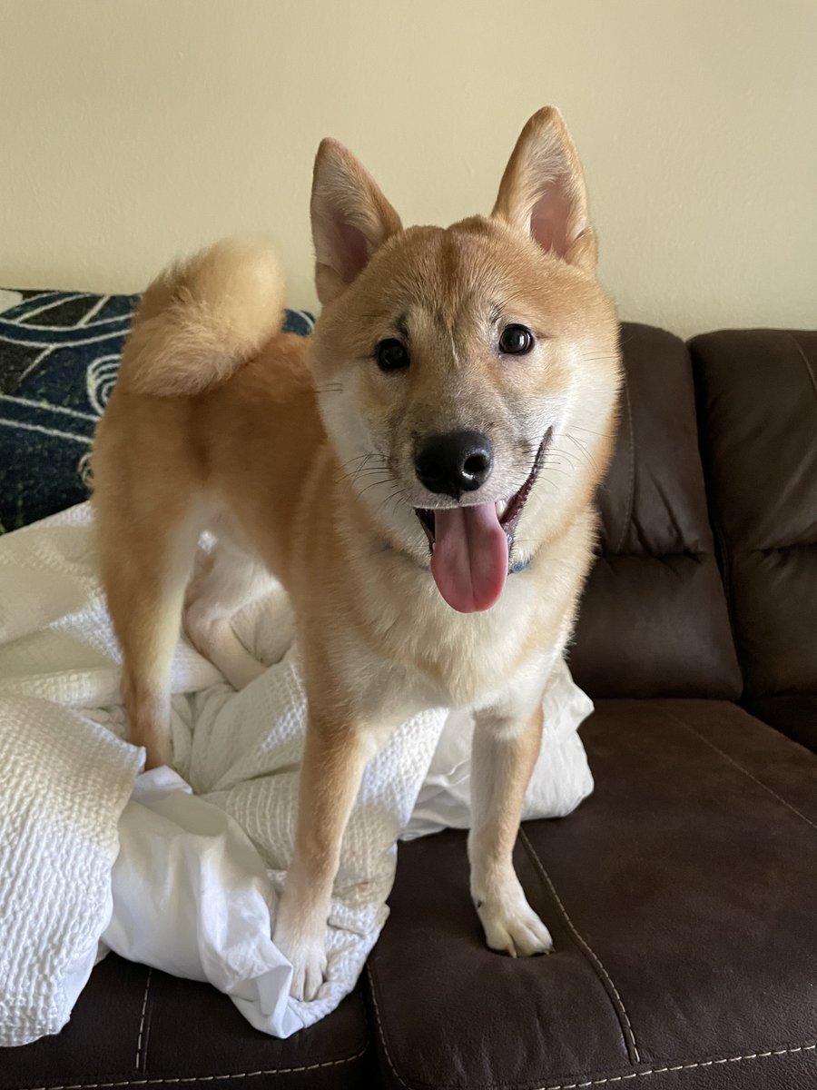 PawBoost's tweet photo. Spread the good news! Thank you to everyone who shared Shiloh's alert. Shiloh was missing for a couple of days before he was thankfully found and reunited with his pet parents! Welcome home, Shiloh!🧡🐾 #dogs #dogstwitter https://t.co/qJrKyfE1HX