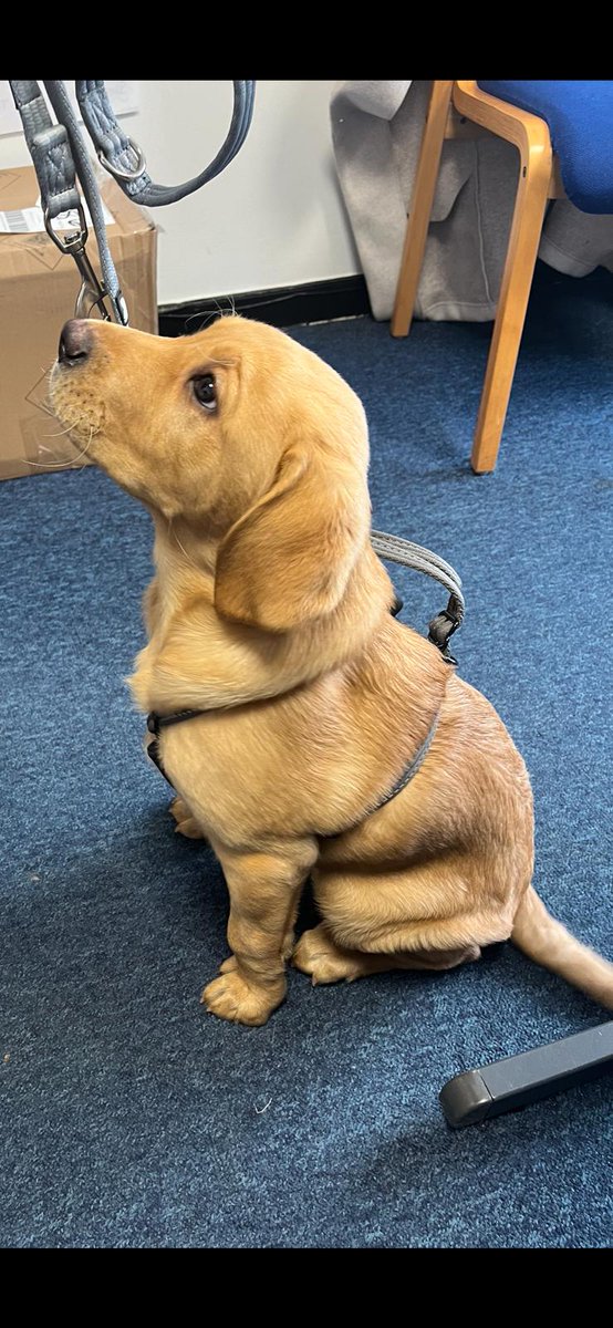 Wild Bank Primary School 💙 (@wildbankprimary) on Twitter photo Exciting announcement: meet Odie our school therapy dog! Odie came for a visit tonight, met lots of staff and had a good sniff round before he starts next week <a href="/TrustVictorious/">Victorious Academies Trust</a> #puppy #schooldog #labradorretriever Exciting announcement: meet Odie our school therapy dog! Odie came for a visit tonight, met lots of staff and had a good sniff round before he starts next week <a href="/TrustVictorious/">Victorious Academies Trust</a> #puppy #schooldog #labradorretriever