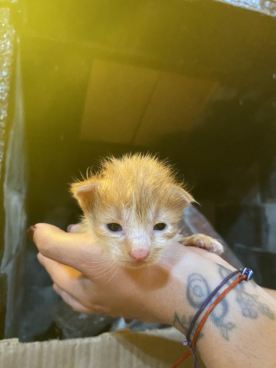 Gatitos bebés abandonados | Hoy se encuentran con una gata nodriza que los recibió muy bien y los cuida constantemente. Luego de su alimentación y crecimiento correspondiente, serán publicados en adopción responsable, esperamos que reciban todo el amor que se merecen 💕.