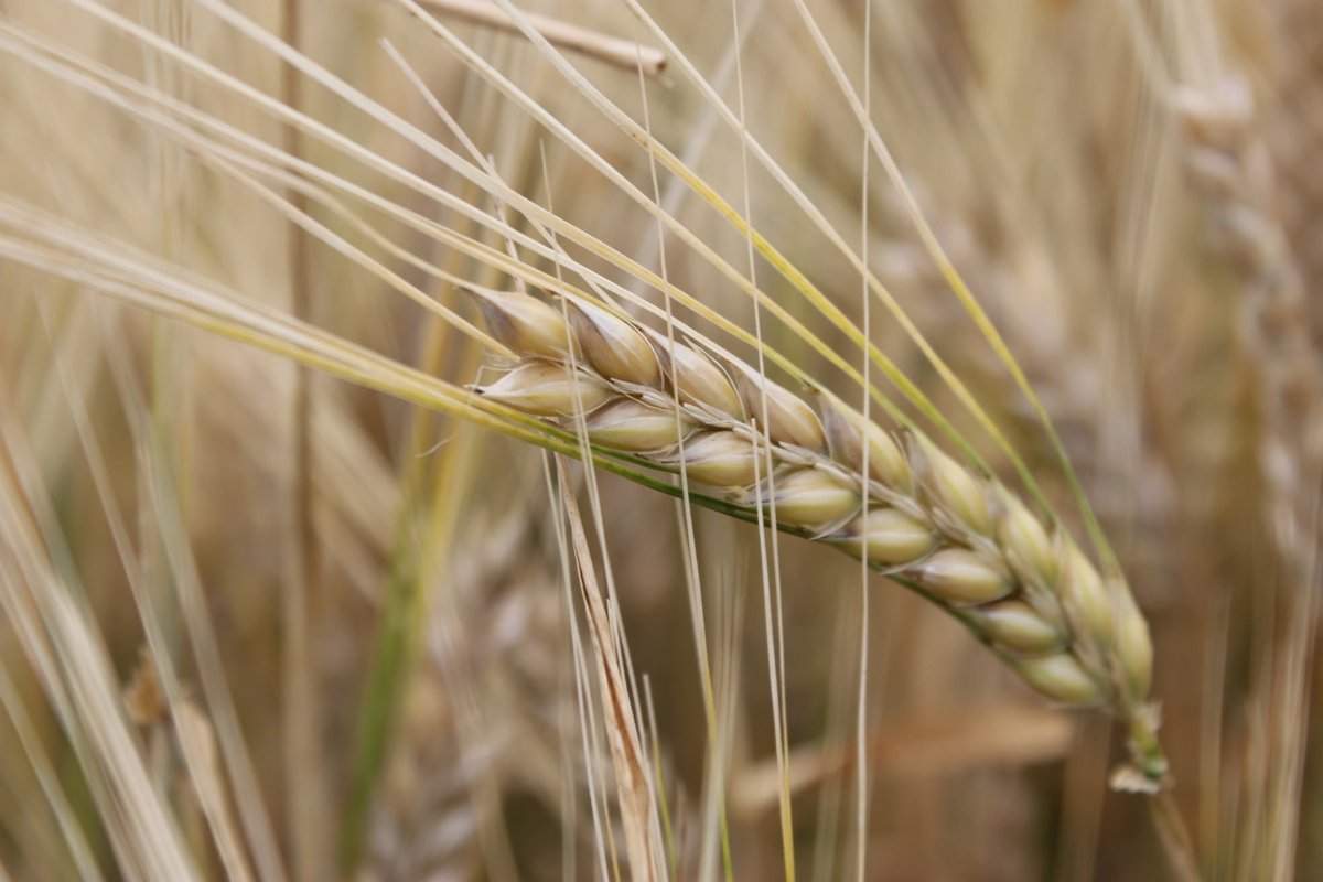We know the health benefits of eating barley, but do you know the benefits of drinking it? Check out our latest news to read more about the benefits of barley water.

thinkbarley.com/2024/03/19/bar…