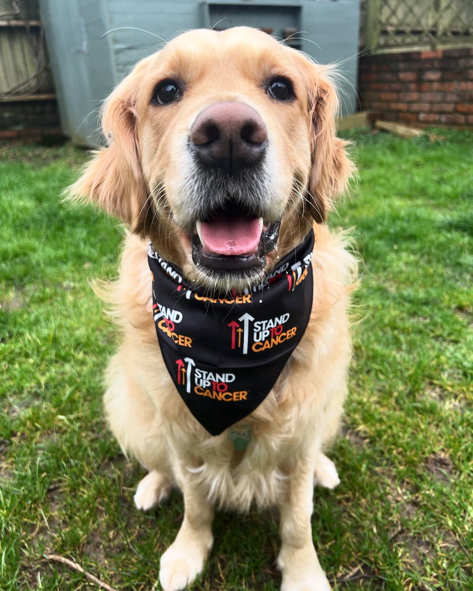 Willow &amp; I are taking part in the <a href="/SU2CUK/">Stand Up To Cancer UK</a> April Dog Walking Challenge (60 miles) and would be very grateful for any donations! 

fundraise.cancerresearchuk.org/page/mollys-gi…

A month’s worth of Willow spam at our just giving page - what more could you want!