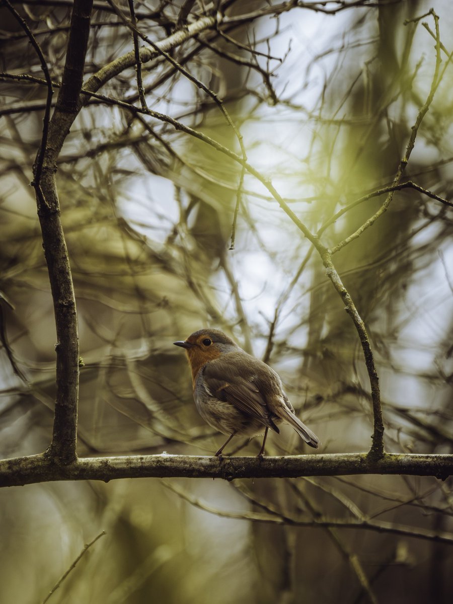 Went for a lunchtime wander around Danes Moss in the lovely sunshine, sporting the Pana/Leica 100-400 in the hope of catching some bird action. Saw my first Tree Creeper, amongst other things, including this Robin @DanesMoss #SaveDanesMoss