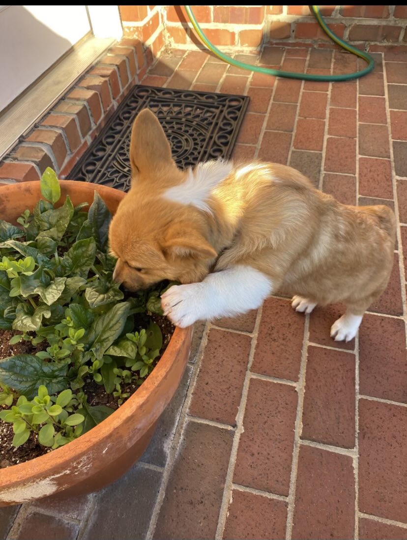 Throwing it back to when I ate spinach so I’d grow big and tall! The big worked! #CorgiCrew