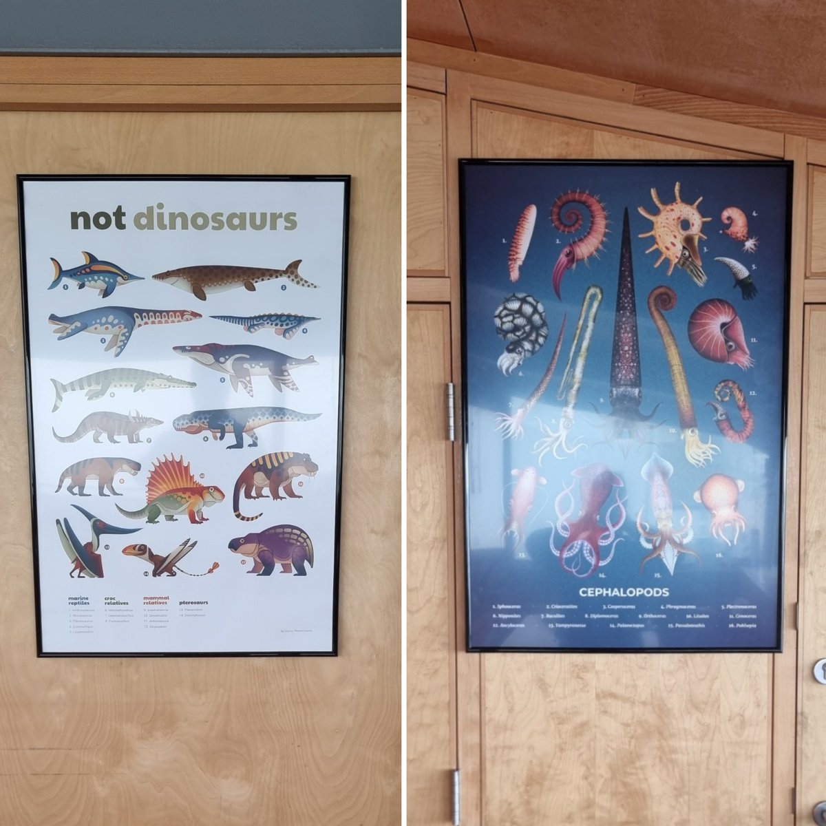 Put my handywork to the test today, my first contribution to the museum educational decor! Used a spirit level n' everything 😉 And they say I'm only good for talking about fossils 🤣 #fossils #museums #palaeontology #scicomm
