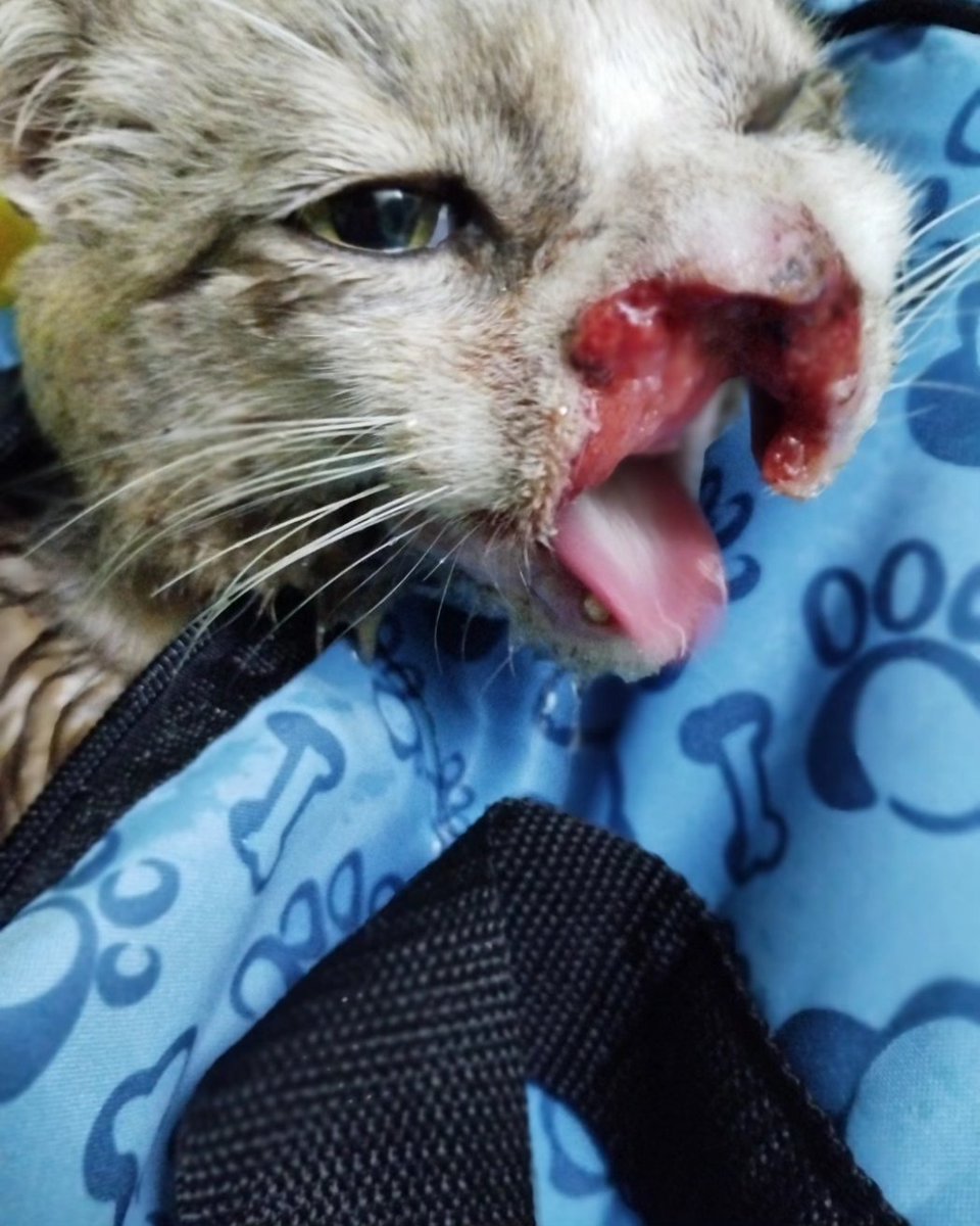 Ayuda por favor que más decir ante tanto abandono se lo está comiendo vivo el cancer que tiene 🙏💔NADIE lo ayudo estoy en la vete Madrinas y padrinos lo que puedas sumar para curarlo
 muchos gastos estudios completos + radiografías  inyectables + oncólogo
Alias misuperamigofiel