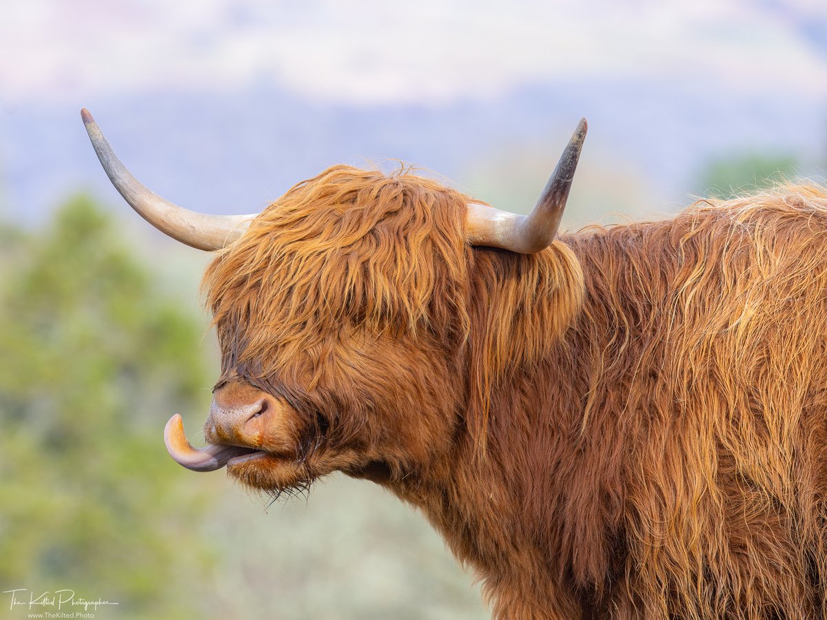 Happy #Coosday! 

Photographed at Loch Awe a couple of weeks ago :)

#Scotland #VisitScotland #HighlandCow #HighlandCoo #TheKiltedPhoto #ScottishBanner #Outandaboutscotland #scottishfield