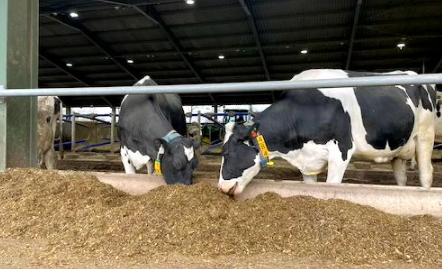 OxiTech_POD's tweet photo. Would you like to know more about swapping your CIP milking system for Pulse Oxidation Dairy (POd) – the cleanest, greenest and most efficient sanitation system? Then call in to see us at South West AgriTech Showcase on Thurs.
📷 21 March
📷 Westpoint, Exeter EX5 1DJ
#swagritech https://t.co/7x9U6SYHnh