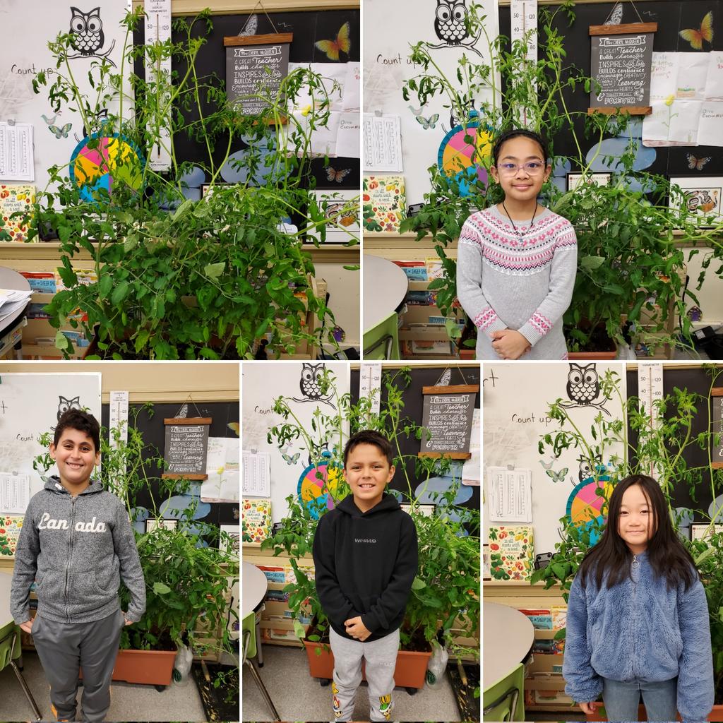 Is anyone taller than the Sweet 100 tomato plants in Room One?! No!! Those are happy tomato plants! #plantgroweatshare