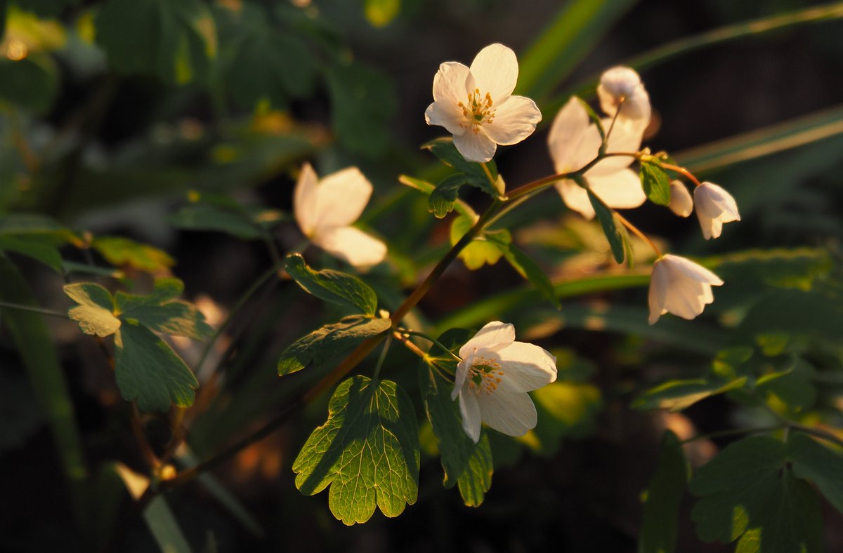 🌷Invitando a la primavera ...
Montañas Roznowskie...🌷