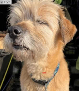 millypod1's tweet photo. 🆘17 MAR 2024 #Lost CROMWELL #ScanMe #Tagged Is Deaf and may have Dementia
ELDERLY Golden Shih Tzu x Jack Russell Male
Greenscombe Woods Nr #Latchley #Gunnislake #Cornwall #PL18
Wearing collar & tag as in pic. Contact owner with sightings ☎️07429942525
https://t.co/0291ycz8kp https://t.co/HxuTIOQWUh