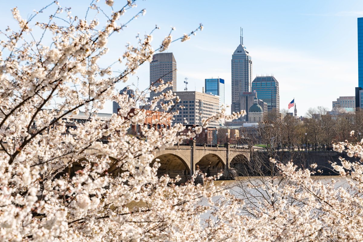 WhiteRiverStPrk's tweet photo. Spring has officially sprung with the blooming of our Japanese Yoshino cherry blossom trees.

In 2012, Indy was gifted 52 trees from Japan to celebrate the enduring friendship between the United States and Japan. Come see them on the west side of the Old Washington Street Bridge! https://t.co/5J55IuKbzf