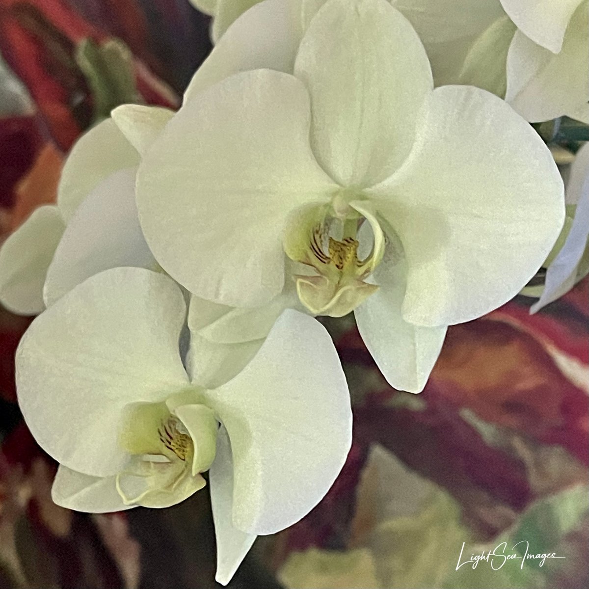 Llevellyn's tweet photo. Tuesday is for orchids... https://t.co/NNDJjJyr3p