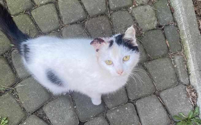 Bezdomność i ulica to był jedyny świat jaki znała...
ale czy można odmówić, kiedy ktoś patrzy właśnie takim wzrokiem? 💔

Rosa trafiła prosto do szpitala, jest podejrzenie nowotworu na uszku 😭

Zawalczymy o nią, PROSZĘ 🙏🙏🙏
ratujemyzwierzaki.pl/rossaa-felineus