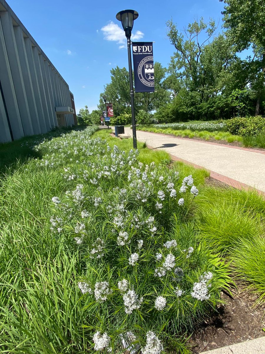 FDUSilberman's tweet photo. and just like that, it's spring 😍🌷
Only 8 more weeks until commencement 🫢 how's everyone doing?
#fdusilberman #fduwhatsnew #finallyspring https://t.co/YxYPHZz4of