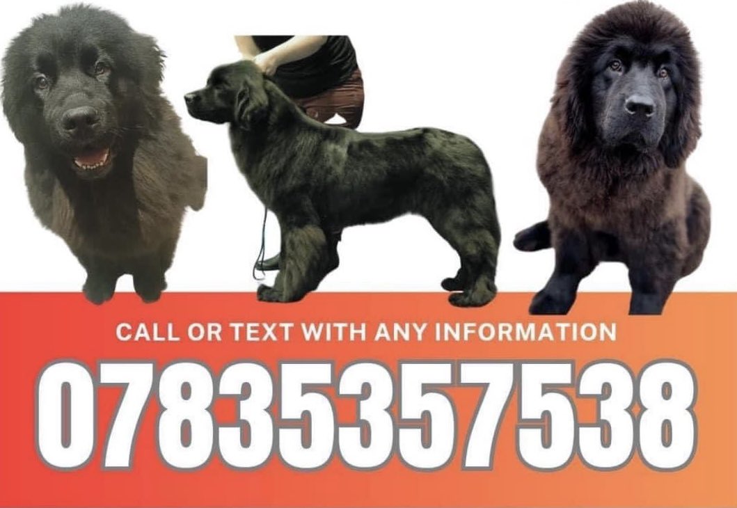 rosiedoc666's tweet image. #GetBunnyhome 

MISSING AFTER FLEEING FROM
PEOPLE CHASING HER ON QUAD BIKES #NE48  AREA 
#Bellingham #Hexham 
#farmersoftwitter 

5k reward to get BUNNY home 

doglost.co.uk/dog-blog.php?d…