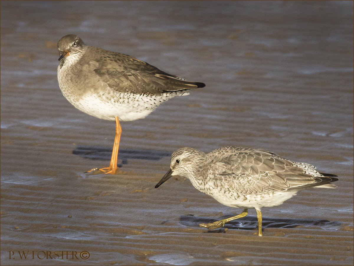 Redshank and Knot Bran sands , Recent 
@teesbirds1 @WhitbyNats @clevelandbirds @teeswildlife @DurhamBirdClub @TeesmouthNNR @RSPBSaltholme @YWT_North @YorksWildlife @NTBirdClub @WildlifeMag @ShorebirdsDay @WaderStudy @ForWaders @Waderworld @NTBirdClub