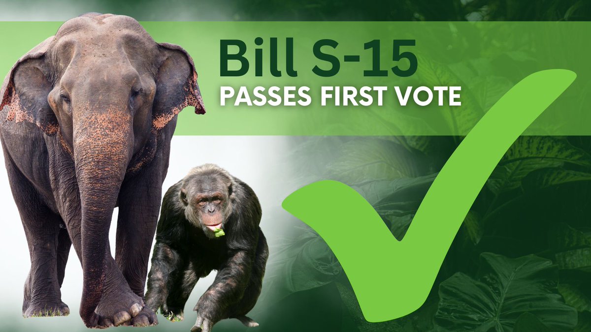 Bill #S15 PASSES first vote, towards legal protection for captive elephants & great apes!! Thanks colleagues for helping make this dream a reality - onwards to public hearings with experts. Learn more about this 🇨🇦 Gov't bill: shorturl.at/irQX3 🐘🦍🦧 #cdnpoli #SenCA