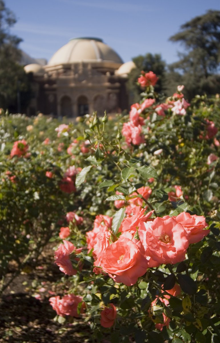 On this lovely first day of Spring we've written a poem just for you... Roses are red; violets are blue. We'll be at the park; hope you will too. #lacityparks #parkproudla #everythingunderthesun #firstdayofspring #Spring #roses @currendpricejr @expocenterla