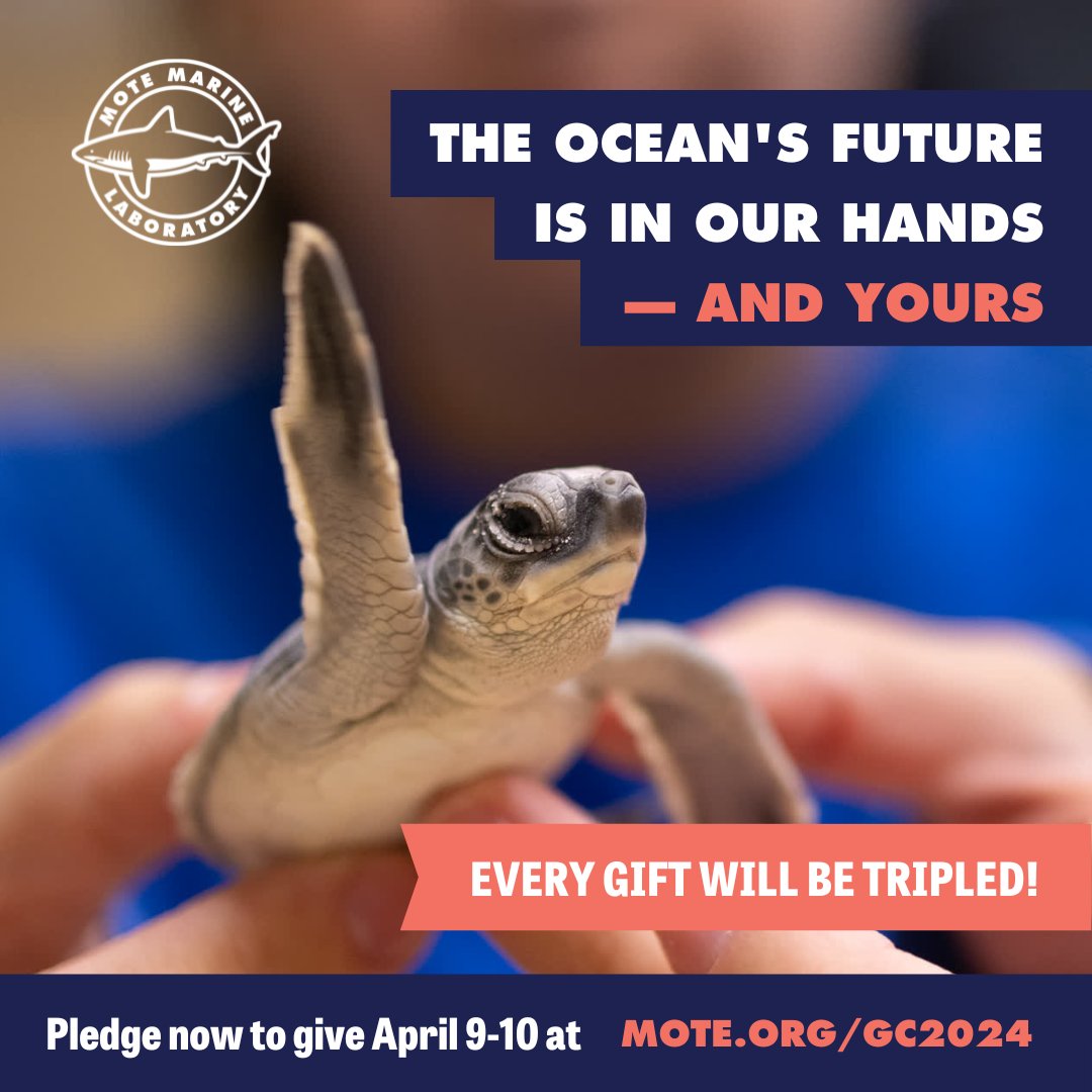 The ocean's future is in our hands, and yours 🤲 🌊 Pledge today to support #motemarinelab during this year's #givingchallenge and you will receive a personal reminder email or phone call on April 9️⃣ Be the one to lend a helping hand! 🔗 ow.ly/Q9Un50QWWG2