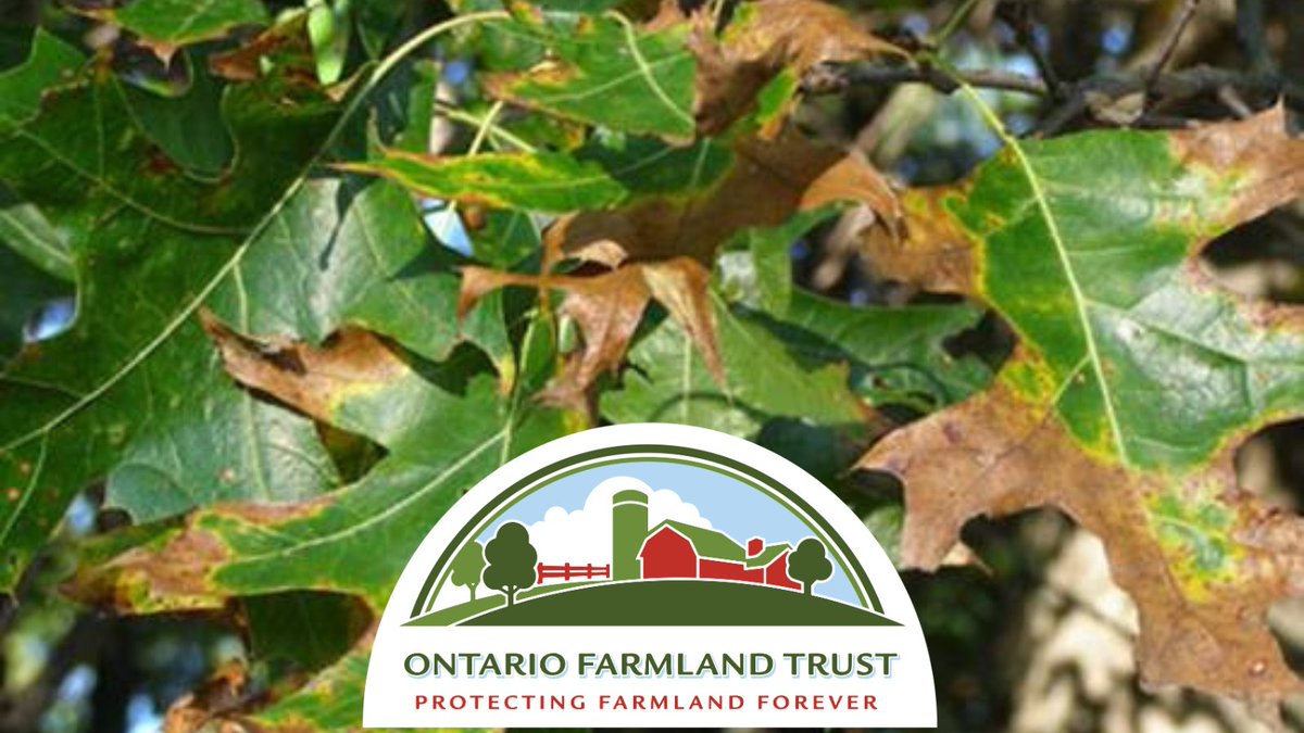 OFT's Farmland Conservation Specialist, Joel Enman, recently attended the #InvasiveSpecies Centre @InvSp 2024 Invasive Species Forum. Read his blog article about the forum, and a recently identified invasive species affecting oak trees called Oak Wilt. ontariofarmlandtrust.ca/2024/03/18/inv…