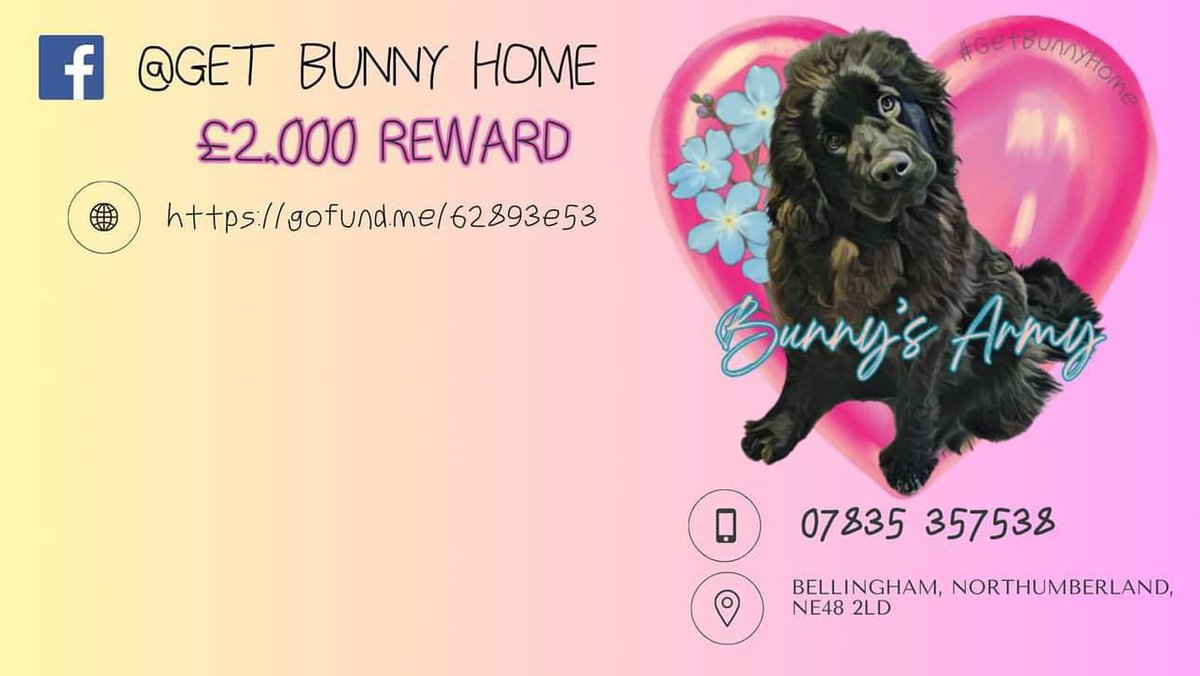 #getbunnyhome 
#BunnysArmy 
#bunnysarmy